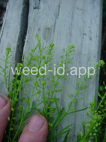pepperweed, Virginia